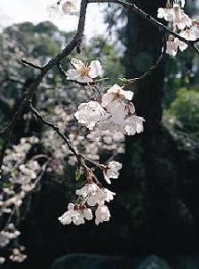 みかえりの桜の花