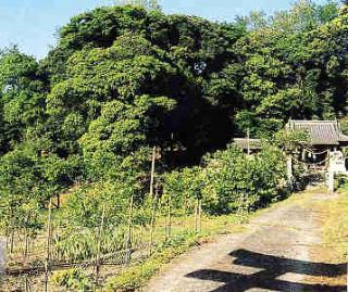 明見神社の自然林