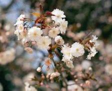 薄墨桜の花