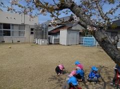 桜の下で花びらを拾う子どもたちの写真