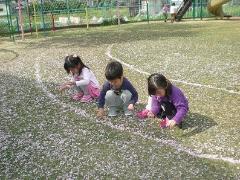 芝生の上の桜の花びらを拾い集める子どもの写真