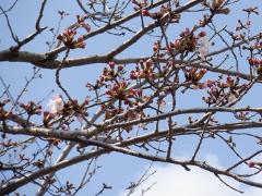園庭の桜の花