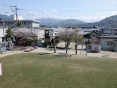 芝生の園庭に桜がきれいに咲いている写真