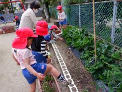 子どもたちがイチゴの収穫をしている写真