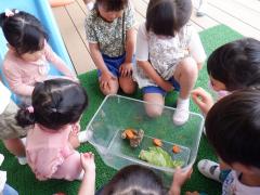 子どもたちが飼育ケースに入ったカタツムリの様子を見ている写真