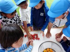 幼児が園庭で収穫したトマトの数を数えている写真