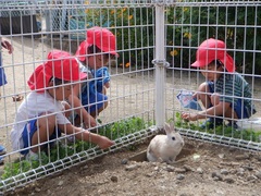 ウサギにクローバーをあげている幼児の写真