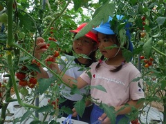 トマト狩りをする幼児の写真