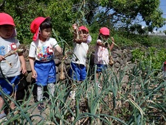 タマネギ収穫をしている幼児の写真