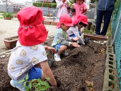 夏野菜の苗を植えている幼児の写真