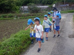 坂本幼稚園の周辺に散歩に出掛ける幼児の写真