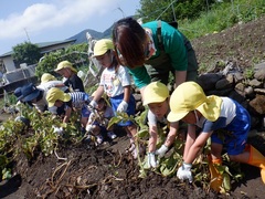 ジャガイモ収穫をしている幼児の写真