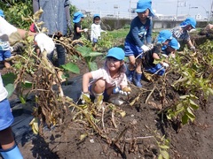 ジャガイモ収穫をしている幼児の写真