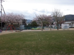 桜の花びらと芝生園庭の写真