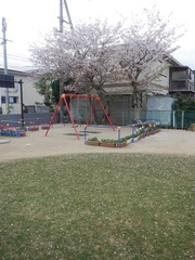 桜の花びらと芝生園庭の写真