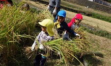 刈った稲を運ぶ幼児