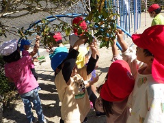 きんもくせいの花を摘む幼児と小学生