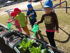 野菜の水やりをする幼児