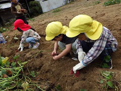 芋掘りをする幼児