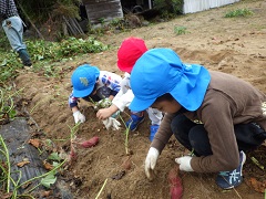 芋の回りの土を掘る幼児たち