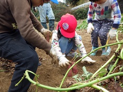 連なった芋を掘る幼児