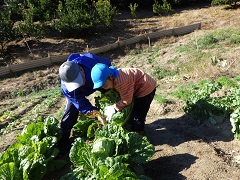 白菜を収穫する親子