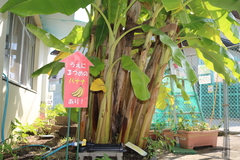 バナナの木