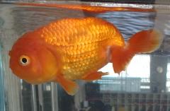 金魚の写真
