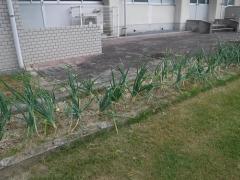 坂本幼稚園の園庭に植えている玉ねぎの写真