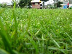 芝生の様子
