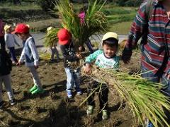 刈り取った稲を運ぶ幼児