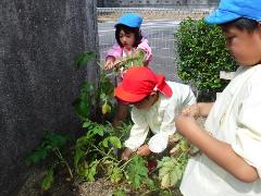 ジャガイモ収穫をする幼児
