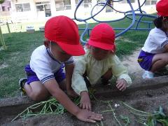 1年生と芋苗を植える幼児