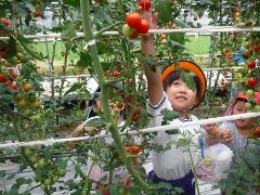 ミニトマトを採る幼児と児童