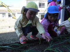 玉ねぎ苗を植える幼児