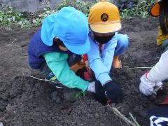 2年生と芋掘り