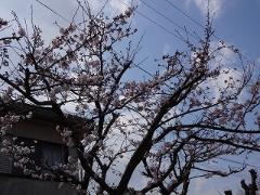 桜も咲き始めました