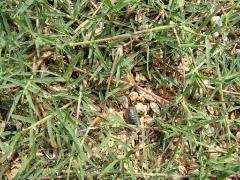芝生の中にダンゴムシ