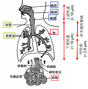 人の呼吸器での沈着領域（概念図）
