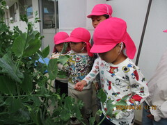 スナップエンドウを収穫する子どもたちの写真