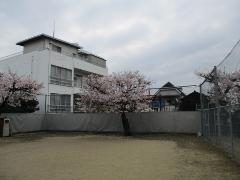 写真：桜の木