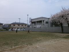 写真：桜の咲いたグラウンドの様子