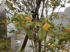 写真：キンモクセイの花、いい香り
