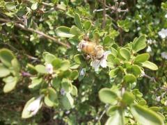 写真：ミツバチが花びらをめがけています