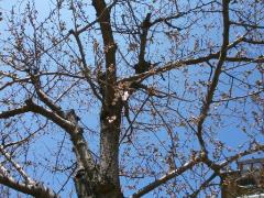 写真：芝生広場の桜もまもなく開花宣言