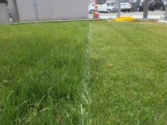 写真：芝刈り前と芝刈り後のグラウンドの様子