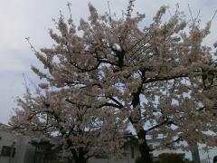 写真：満開の桜の木