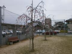 写真：しだれ桜木