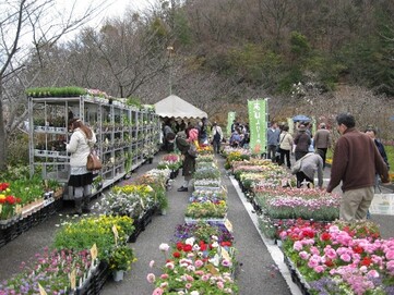 前回の松山植木まつりの販売の様子