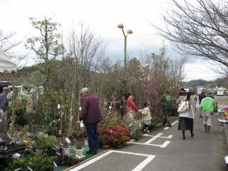 前回の松山植木まつりの様子